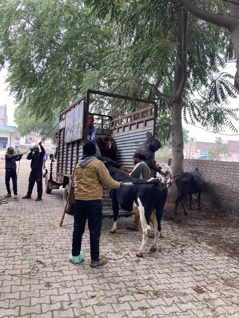 Nagar Parisad caught 29 destitute animals during the campaign