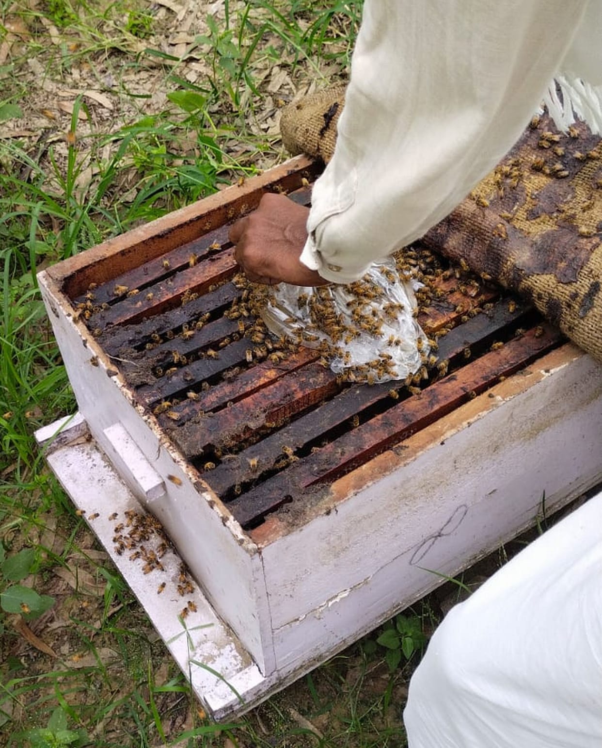 Thousands of bees died in cold, big loss of honey business