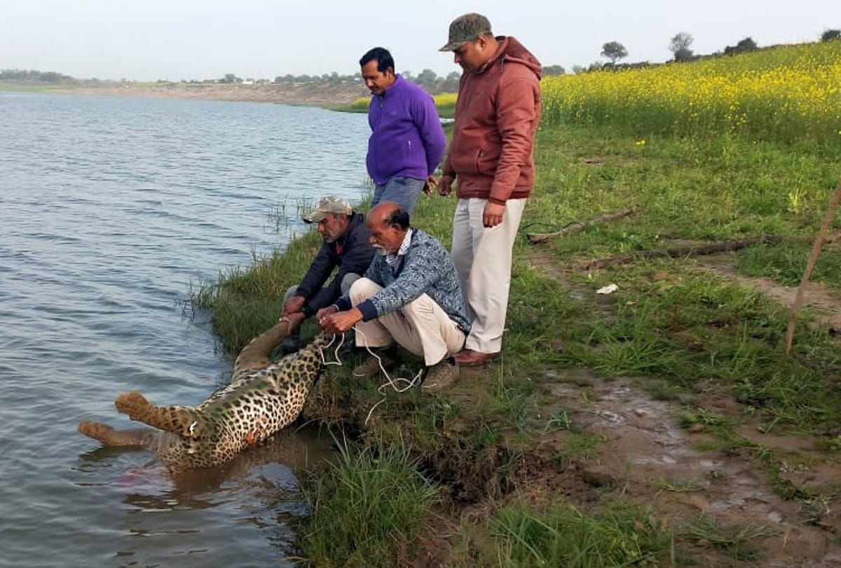 Sheopur: Two adult leopards found dead in Chabal river and Vijaypur range, Signs of wandering from Ranthambore