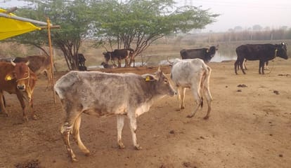 Cattle dying of hunger and cold in cowshed, more than four dozen cattle died in two weeks
