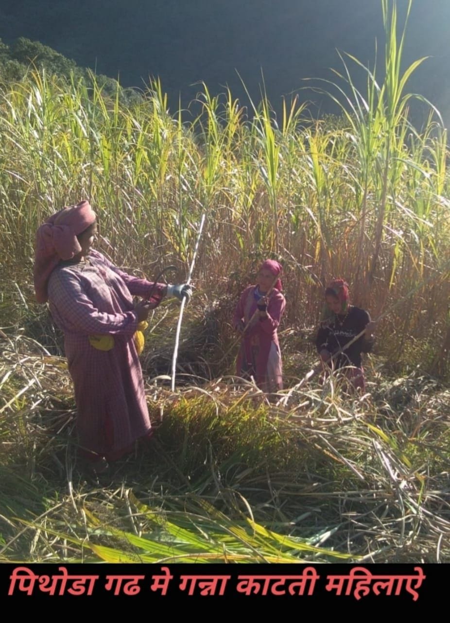 Farming of Sugarcane in Pithauragarh