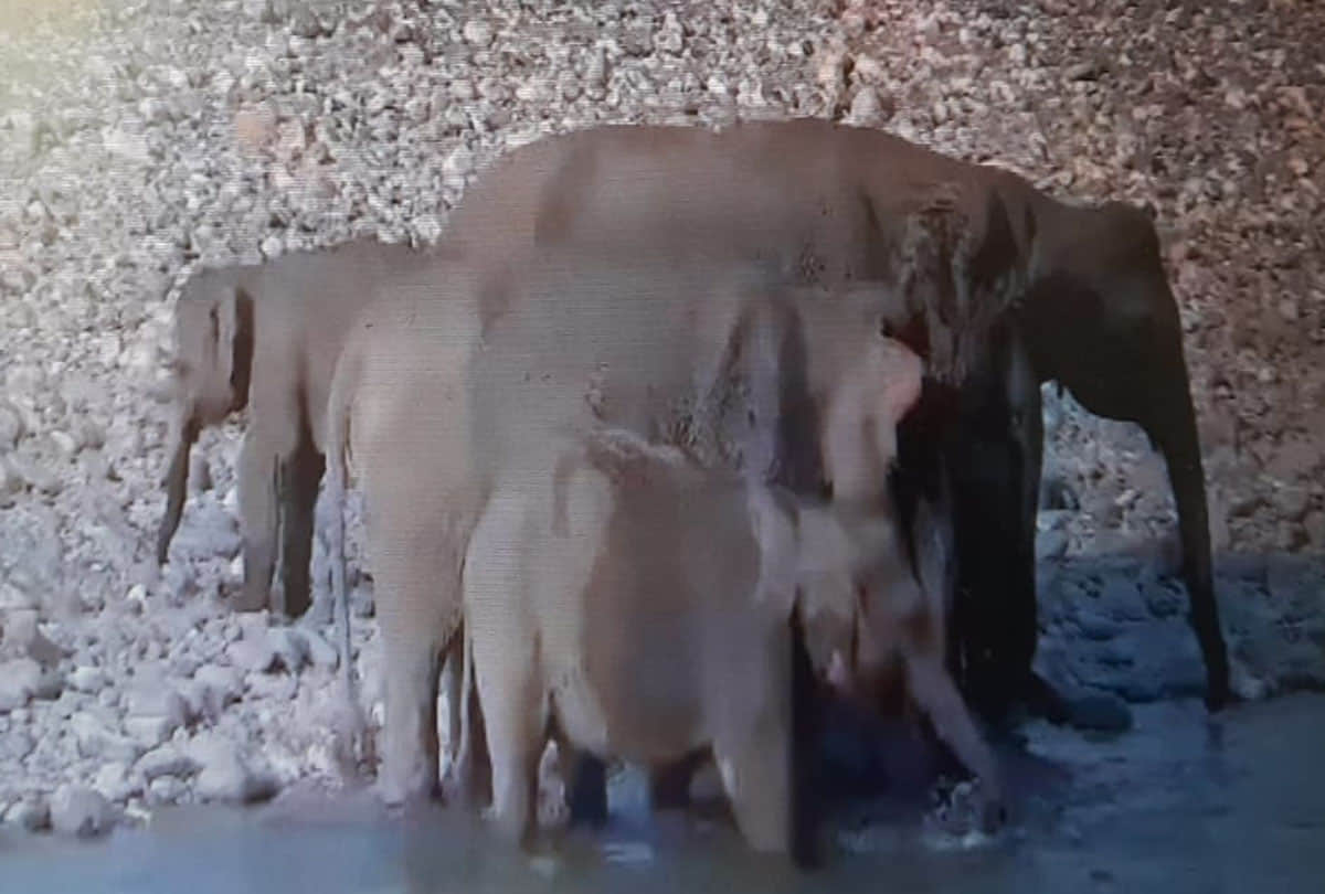 this viral photo confused people on social media how many elephants are in this picture