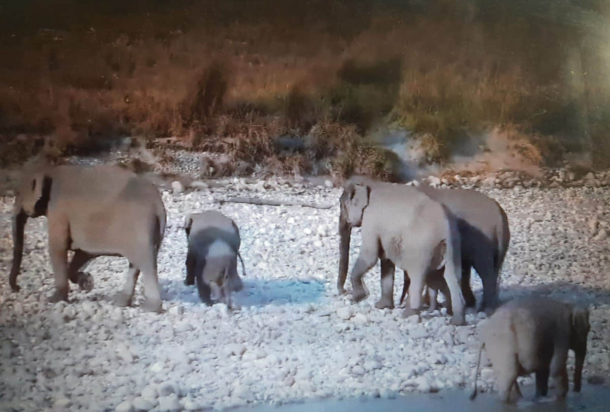 this viral photo confused people on social media how many elephants are in this picture