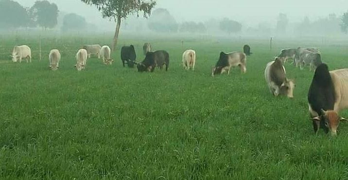 fathepur news,Farmers trying to save crops from cattle