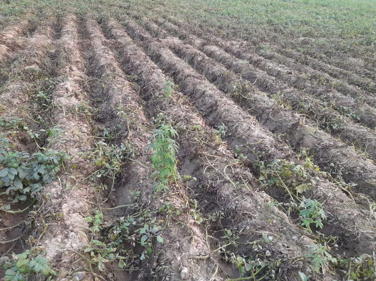 Potato production reduced by 20 percent due to weather