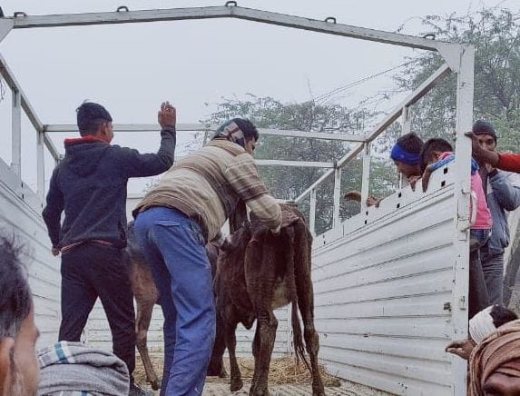 Cattle locked in Gopalpur primary school sent to Mitrasenpur Kahinjari Gaushala