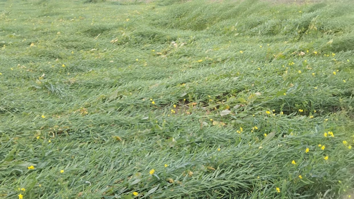 Crop Damage by Rain in Kashipur