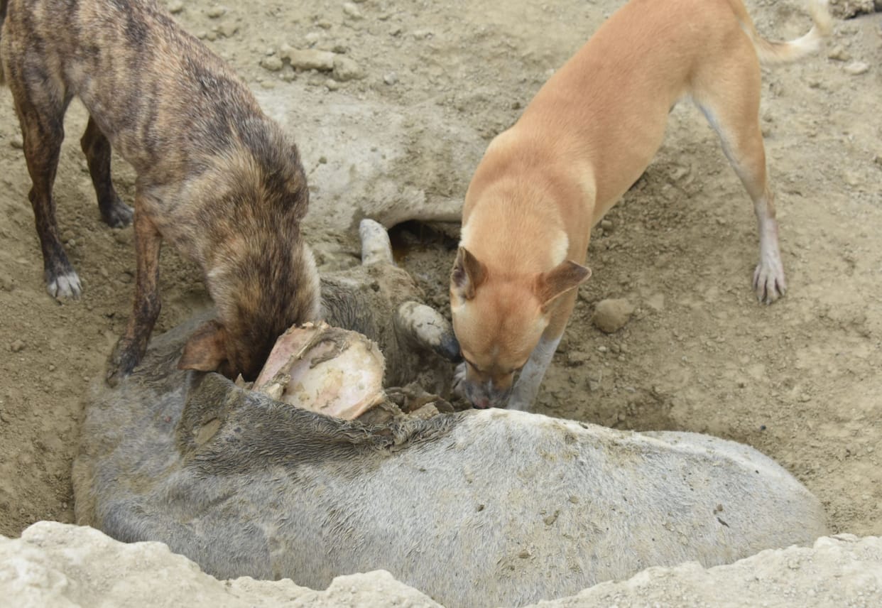 fathepur news,The cows are dying of hunger, the dogs are eating by plucking