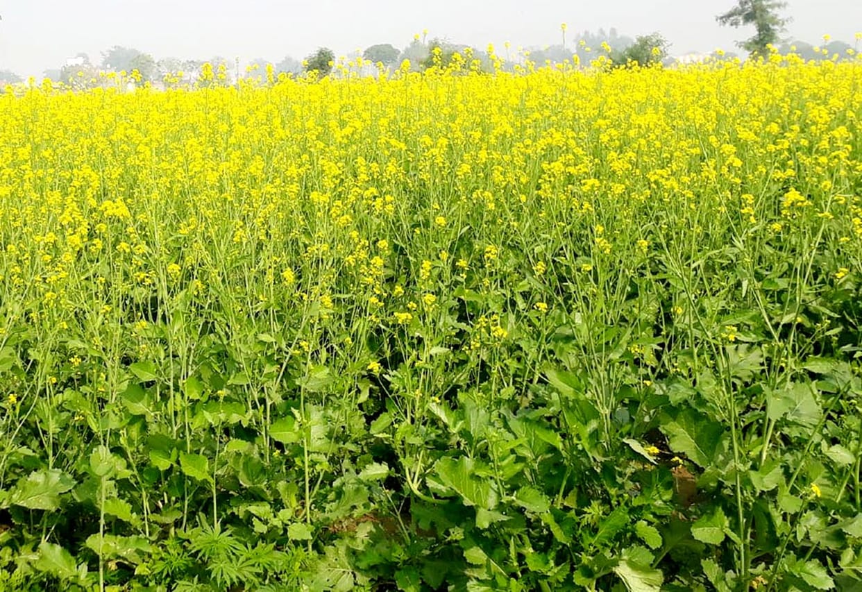 agricultur