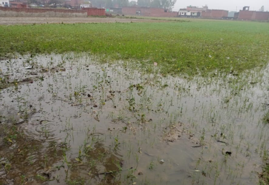 Mustard, potato crop damaged due to rain