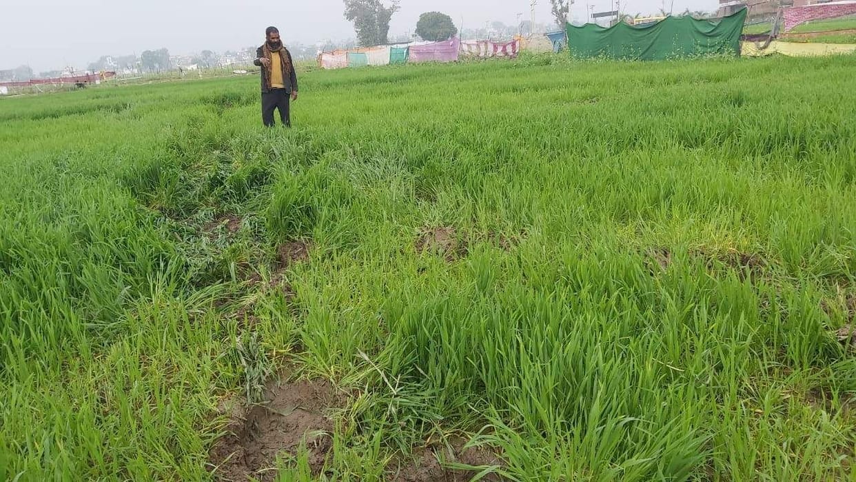 Elephants ruined wheat crop