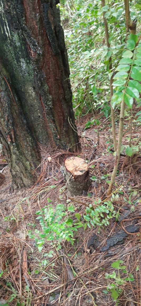illigaly tree cut from land in sakroha hamirpur