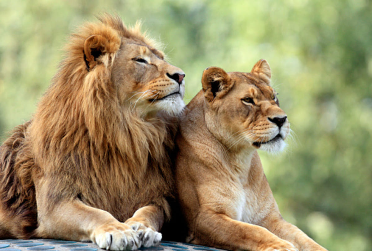 Lion loses testicle after a bloody battle him between lionesses know about reason behind it