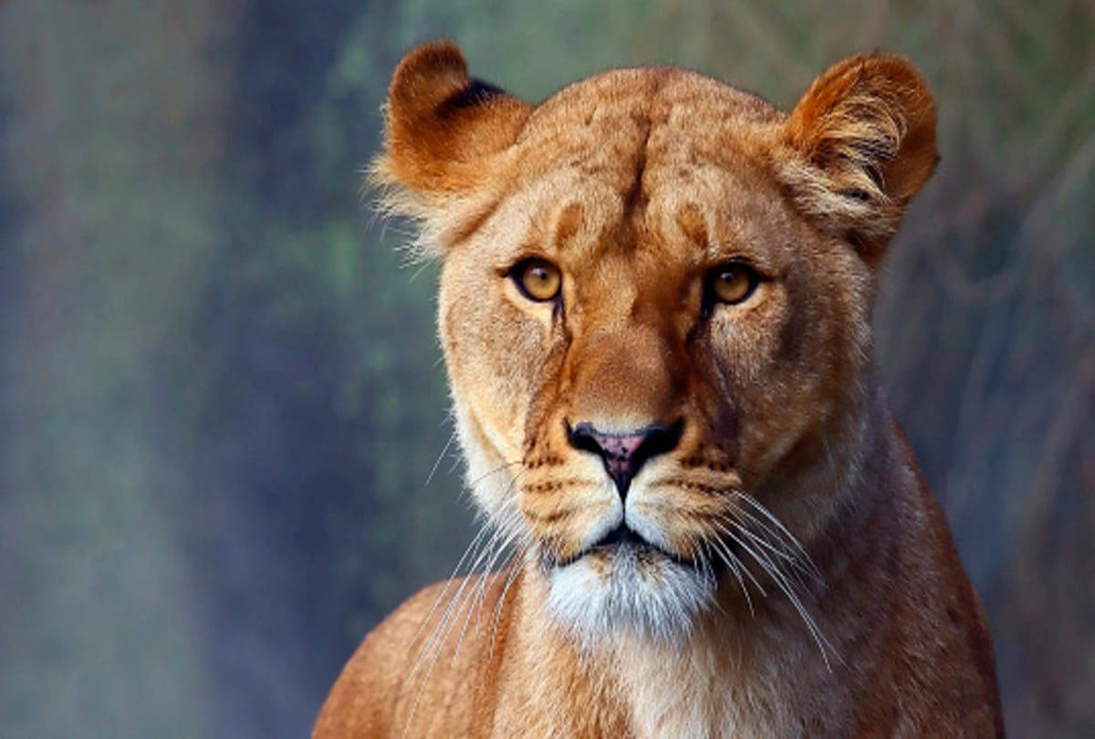 Lion loses testicle after a bloody battle him between lionesses know about reason behind it