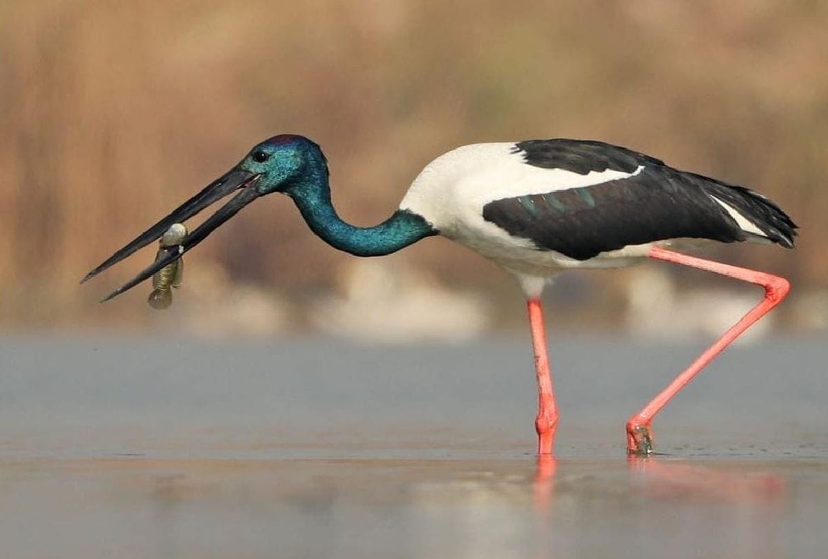 10 episodes about Birds of Kumaon in Hindi Nature Communications at NCF partners with Kumaon Vani Community Radio Station