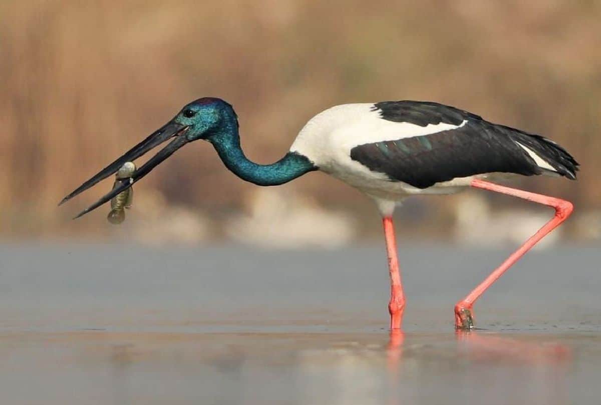 number of aquatic birds increased in Jodhpur Jhal of Mathura