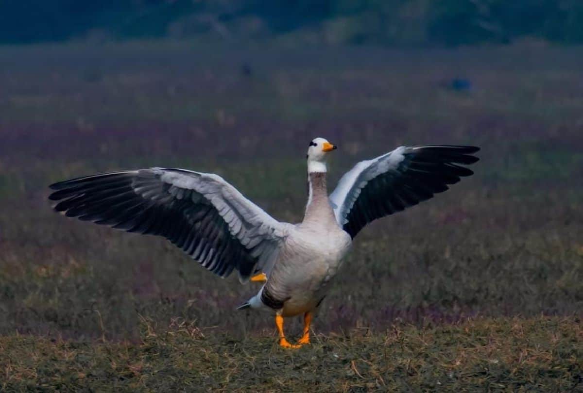 number of aquatic birds increased in Jodhpur Jhal of Mathura