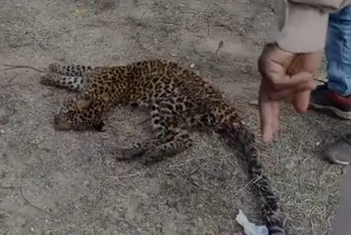 Balaghat: The death of a leopard cub found unconscious, the veterinary doctor of Kanha National Park accused of being apathetic