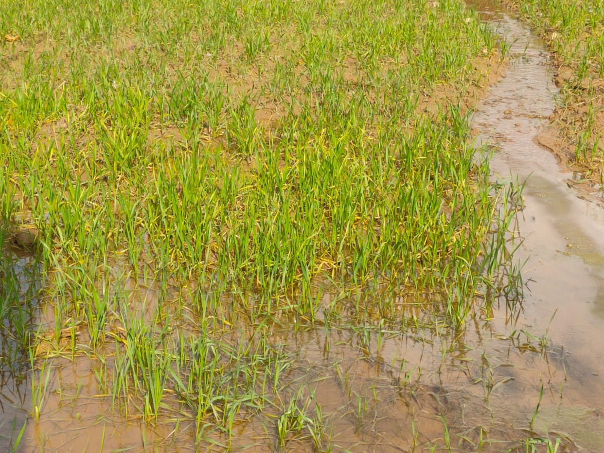 Wheat crop turned yellow due to continuous rain