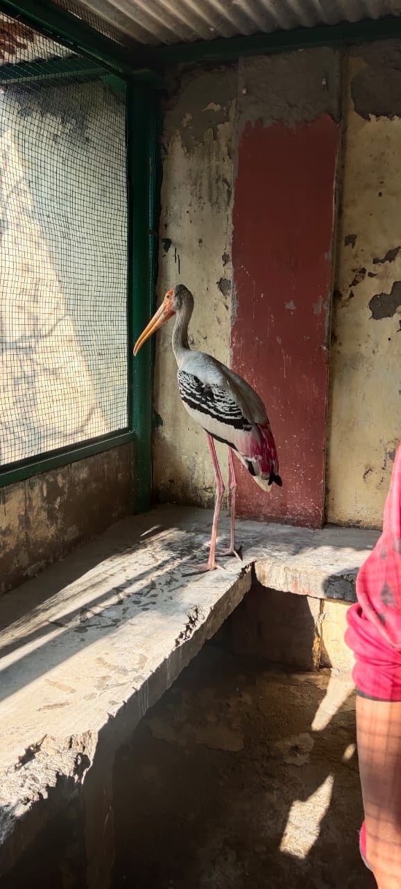 painted stork shot, recovered after a month