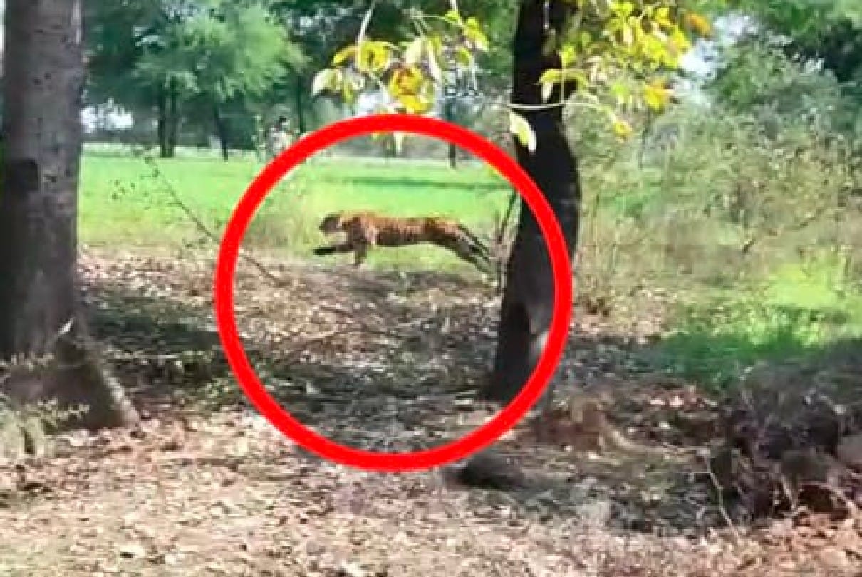 Damoh: Panic of leopard in village Devran, attack on villager, even police and forest staff are unable to catch