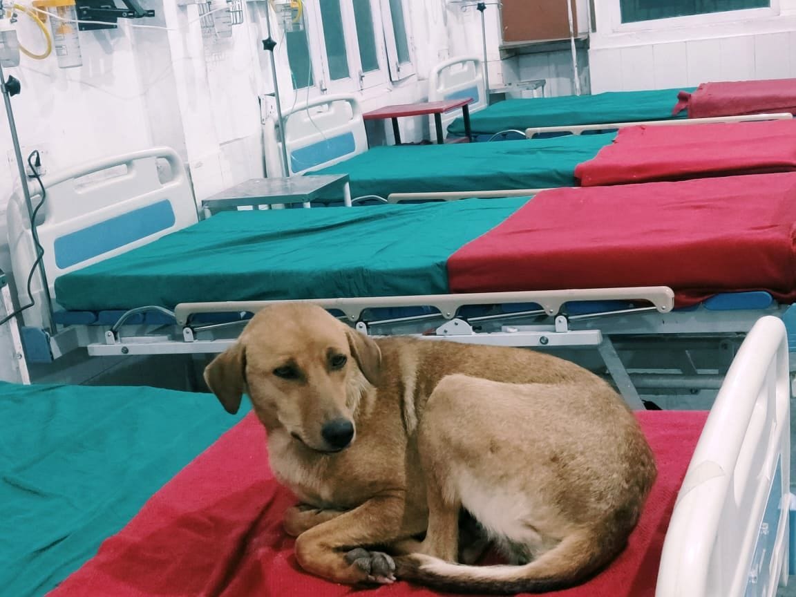 Dogs in Pithauragarh Hospital