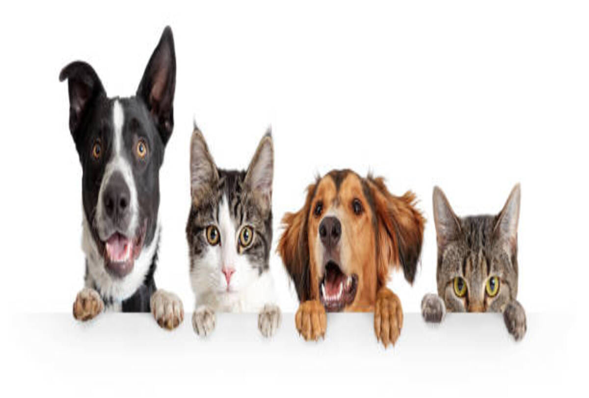 registration of pet dogs and cats is now compulsory for noida residents Know how to register
