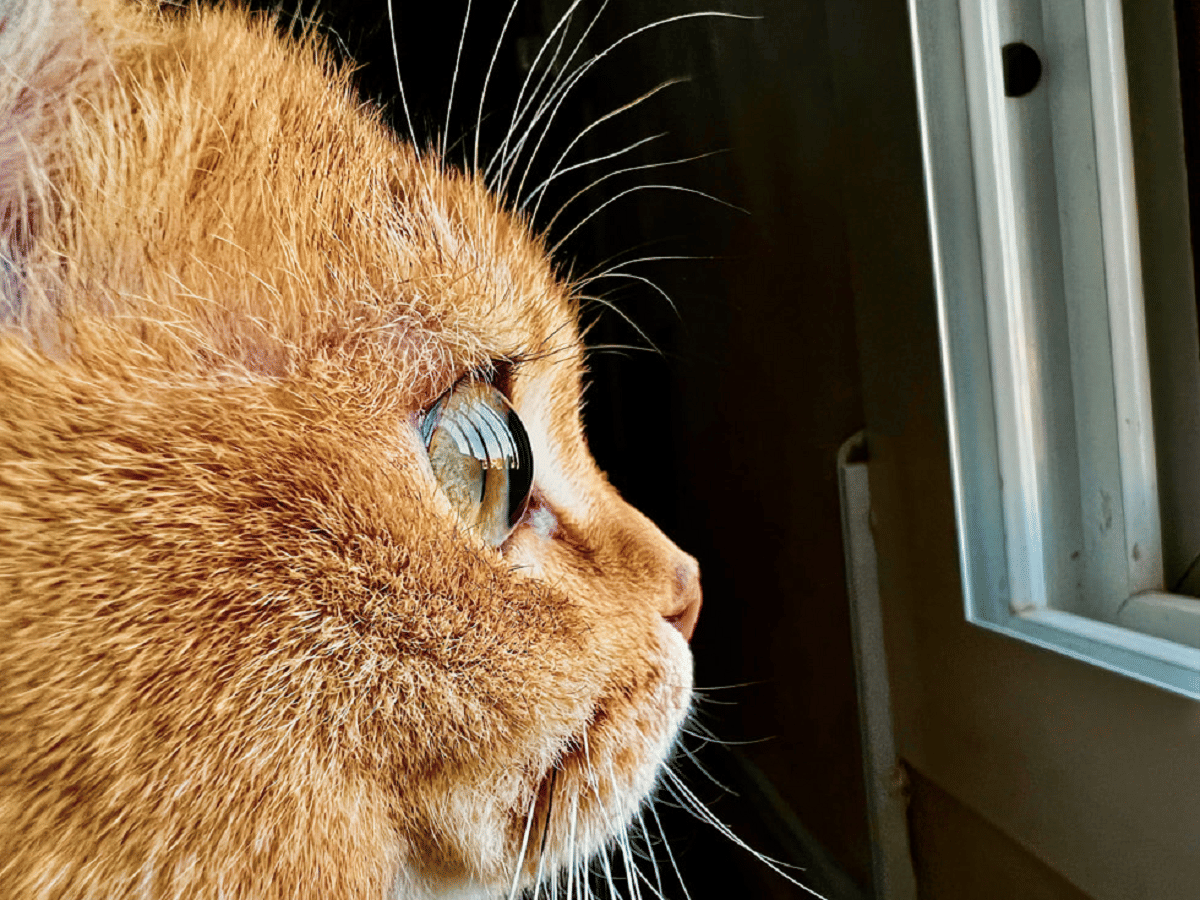 Apple macro photography Shot on iPhone Challenge announced