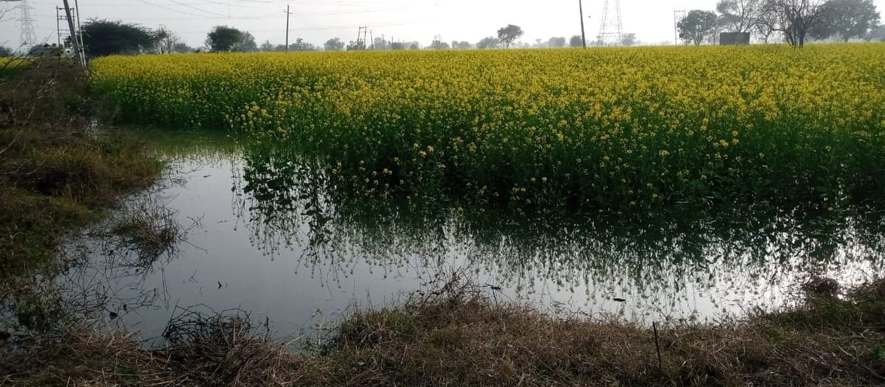 Crops standing in 50 acres submerged in water due to canal overflow