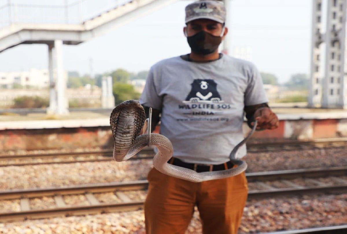 Wildlife SOS did cobra rescue from keetham railway station platform in Agra