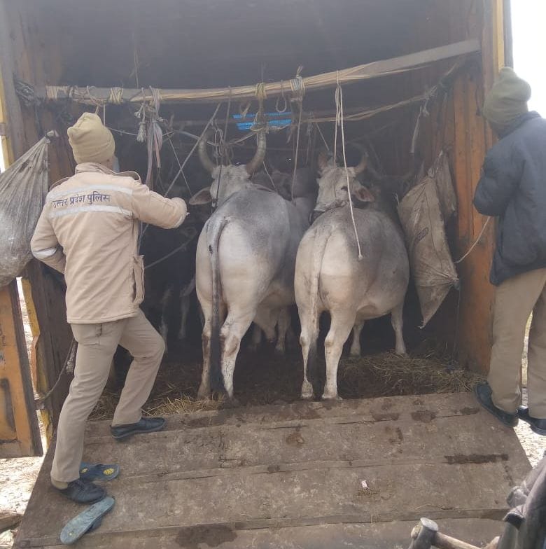 fathepur news,Cow laden truck, police caught on barrier
