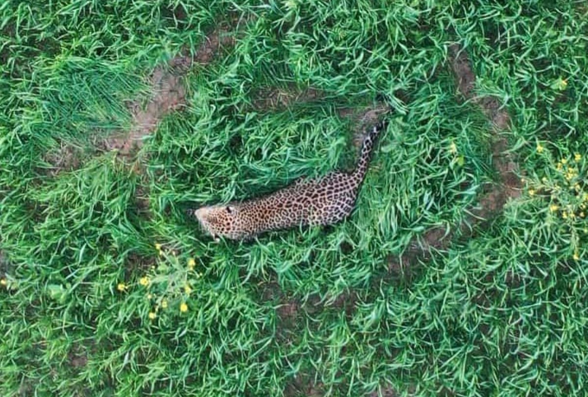 Damoh: Leopard hide and seek with the team of Panna Tiger Reserve, panic among villagers