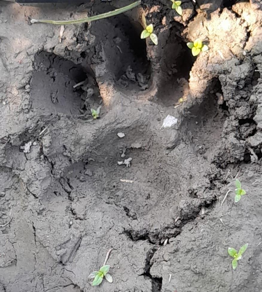 wild animal footprint found