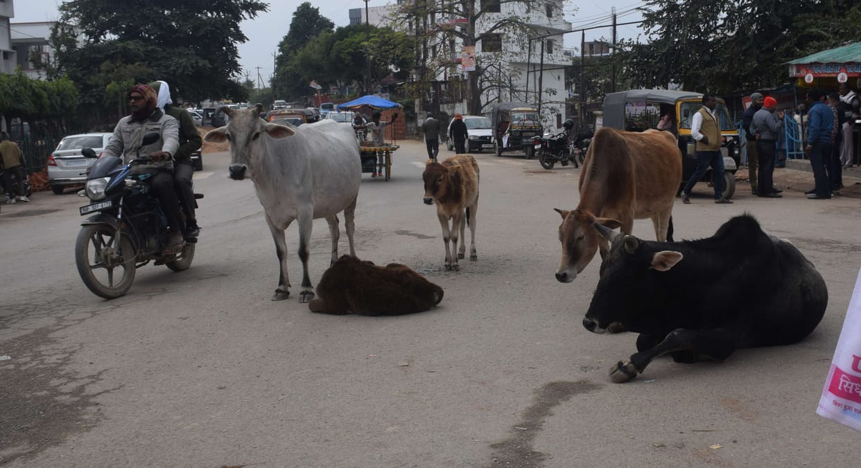 Leave the village, the terror of cattle left in the city itself
