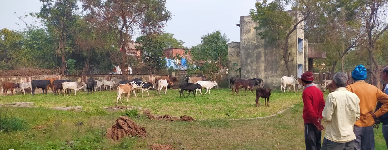 Villagers locked the free animals in the telephone exchange