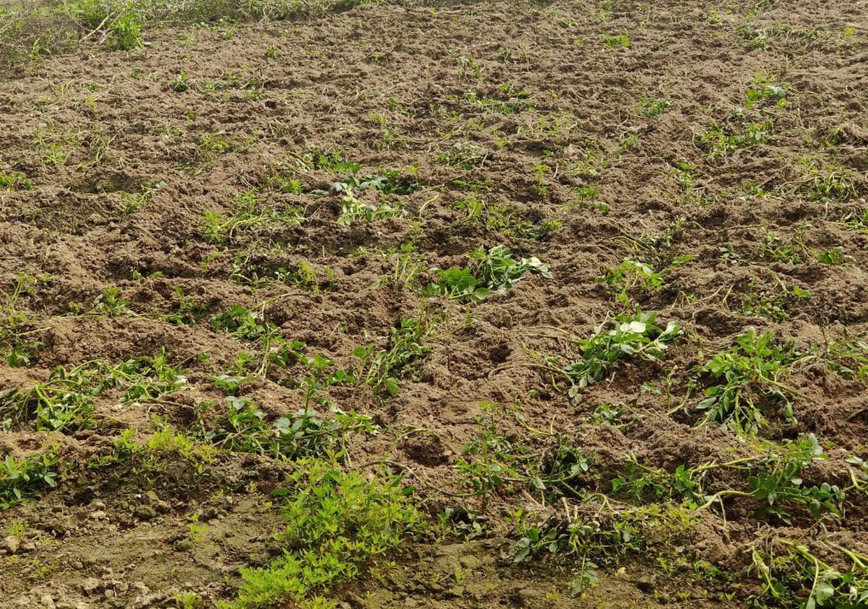 Wild boars made farmers sleep