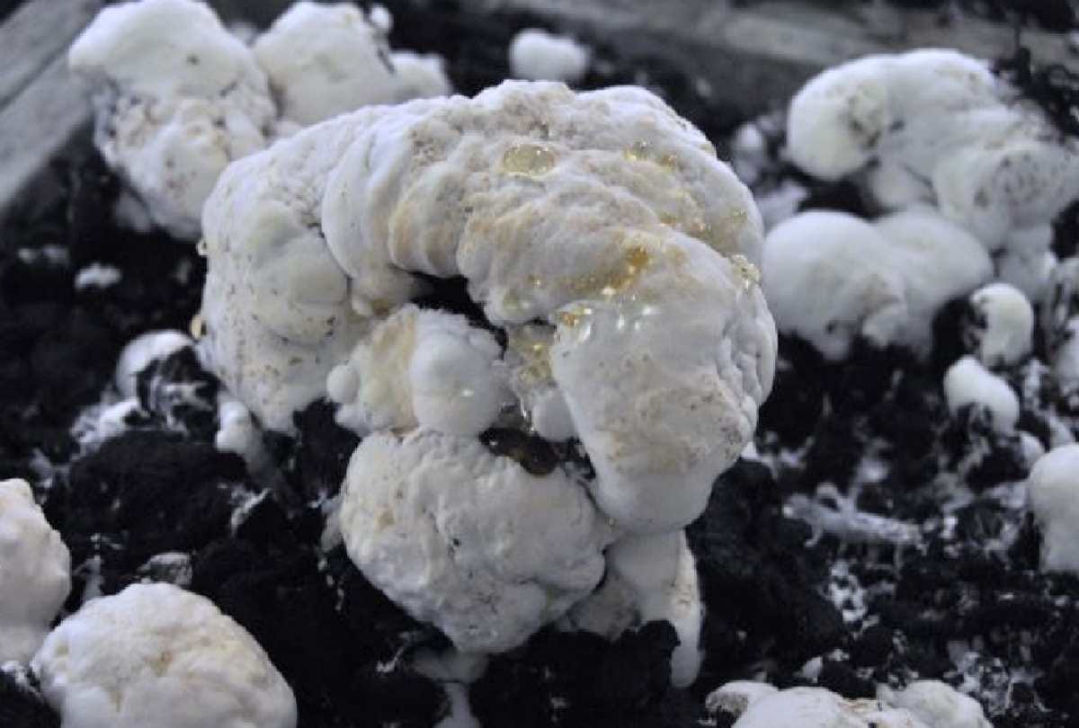 Directorate of Mushroom Research has issued advisory: Button mushroom has been affected by wet bubble disease in six states
