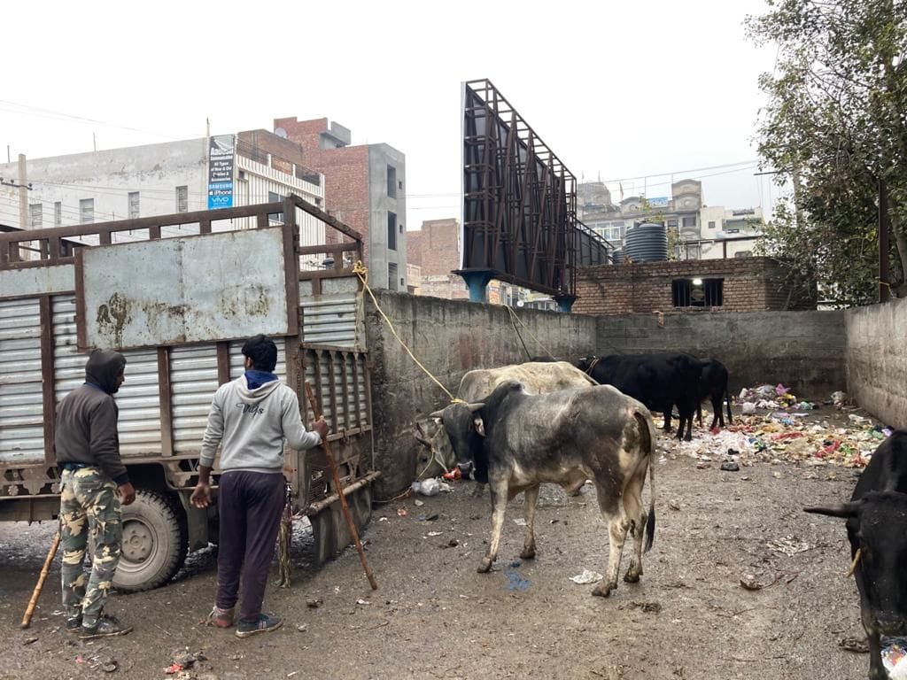 The operators of Nandishala refused to take the animal, the contractor said - cancel my contract