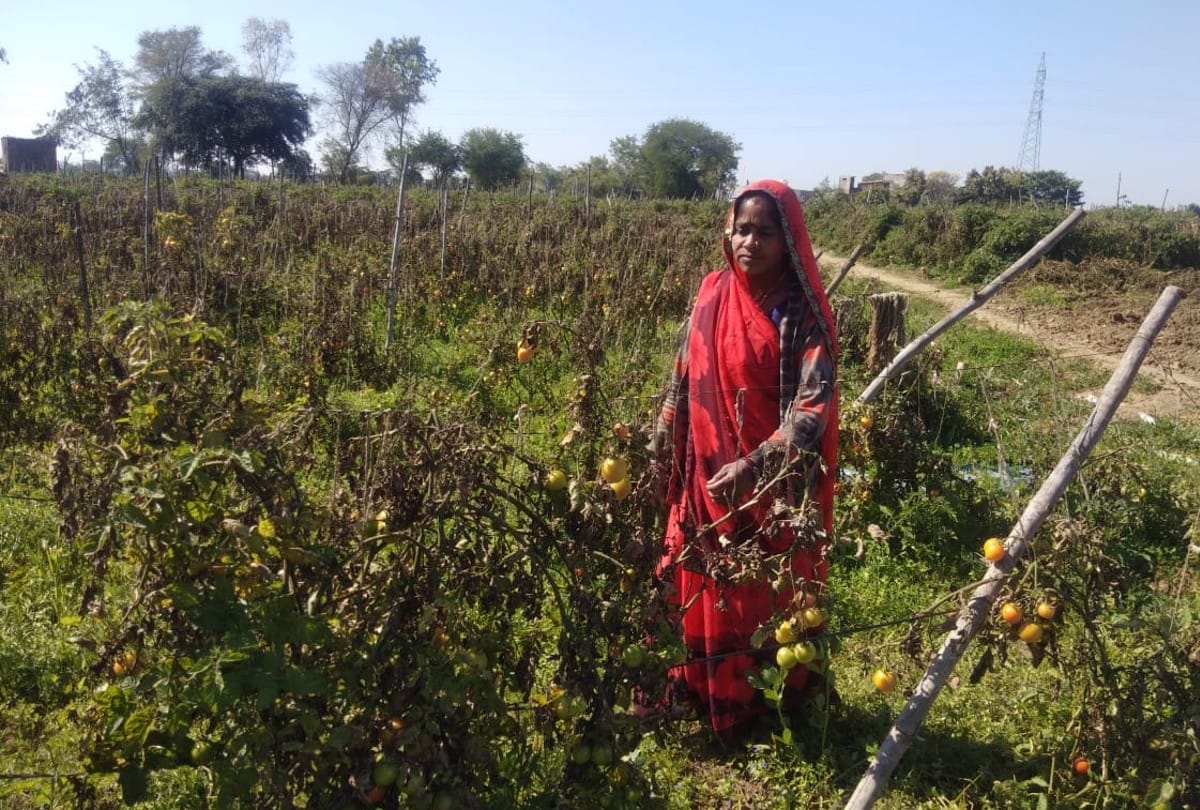 Farming changed life: Woman farmer started tomato farming by taking loan in Shivpuri, earned Rs 12 lakh by selling tomatoes