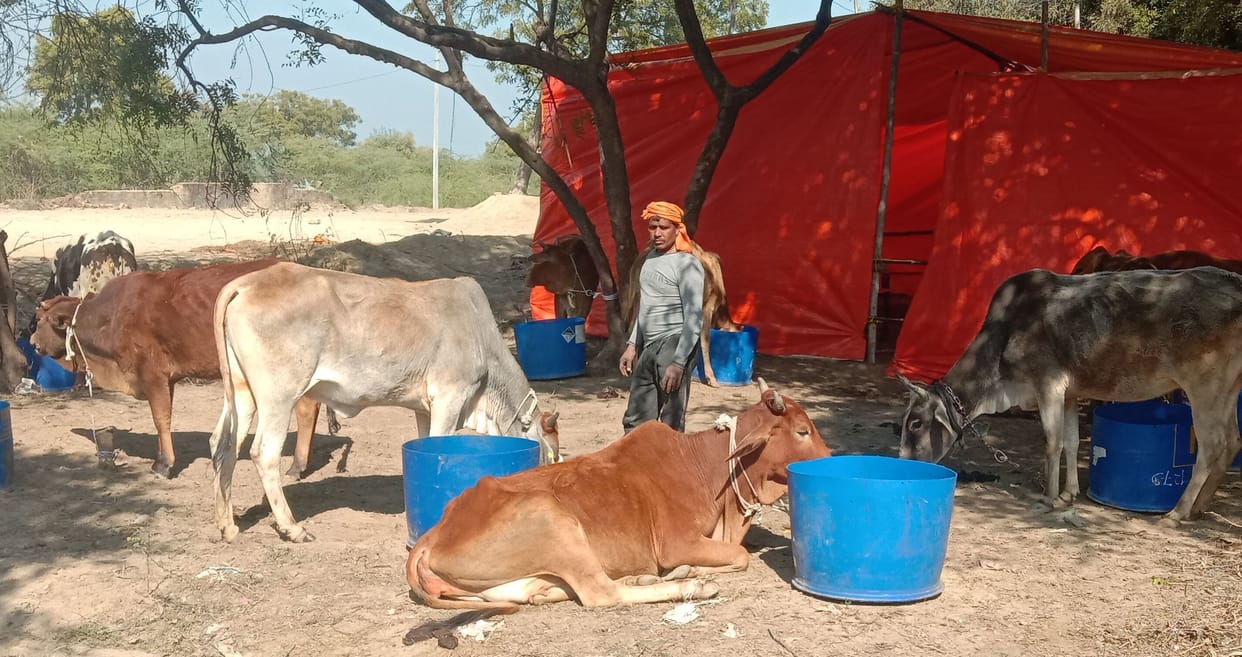22 temporary cowsheds opened in Sandalpur block, farmers will get rid of free cattle