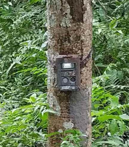 250 cameras installed in the forest to count tigers
