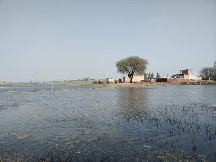 Sowing of wheat in 800 acres could not be done in Gurana due to waterlogging