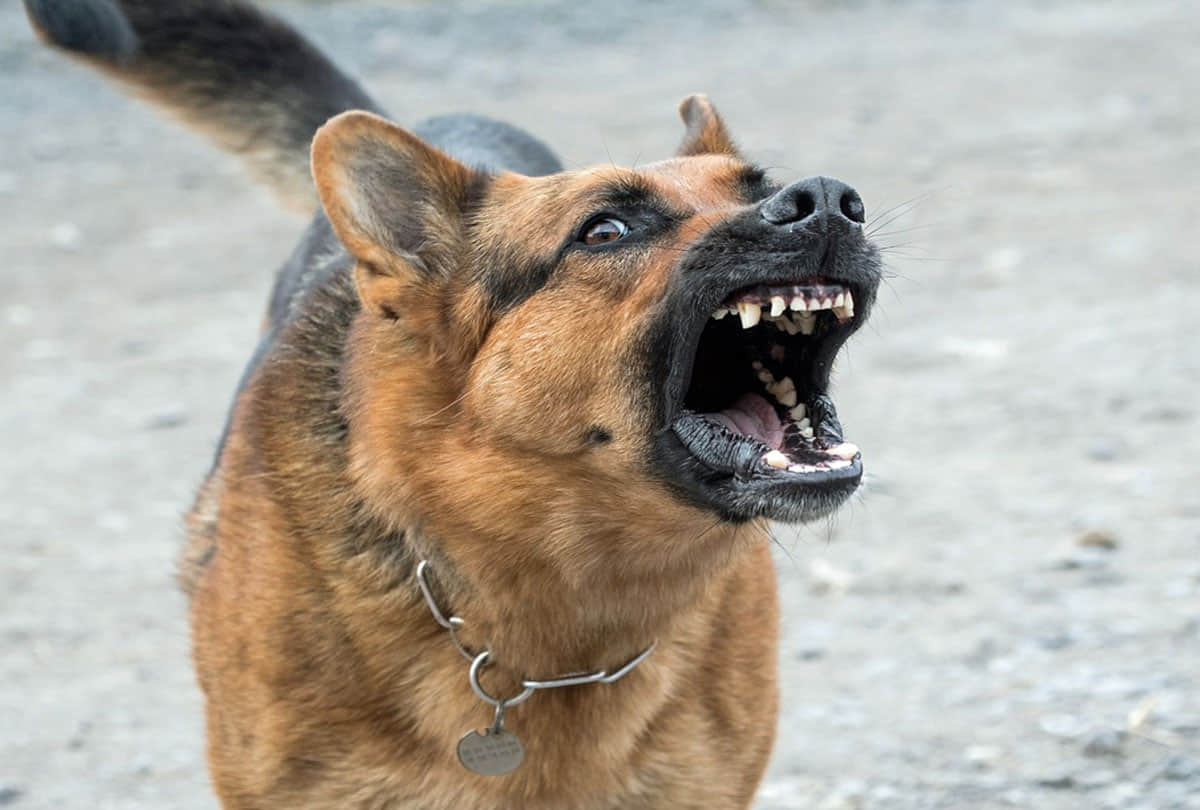 Bike Tips How to Dog to Stop Barking and Chasing at Bikers know the this tips for escape