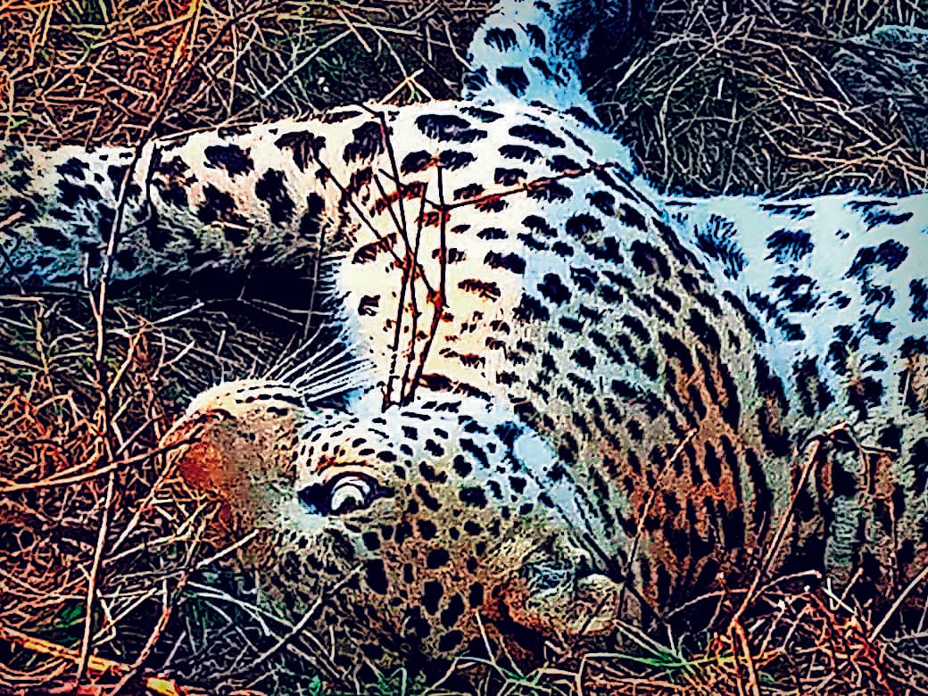 Leopard injured in vehicle collision at KMP