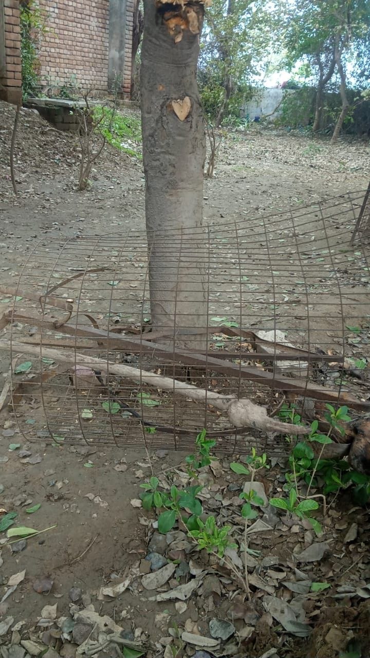 Trees got relief from breath