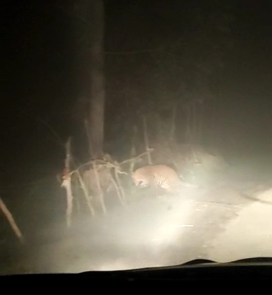 Suddenly the leopard came infront of car