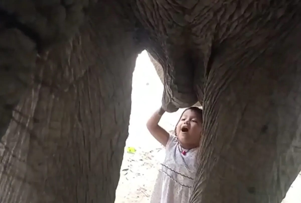 Assam Girl plays football with elephant tries to drink milk watch heartwarming video news and updates