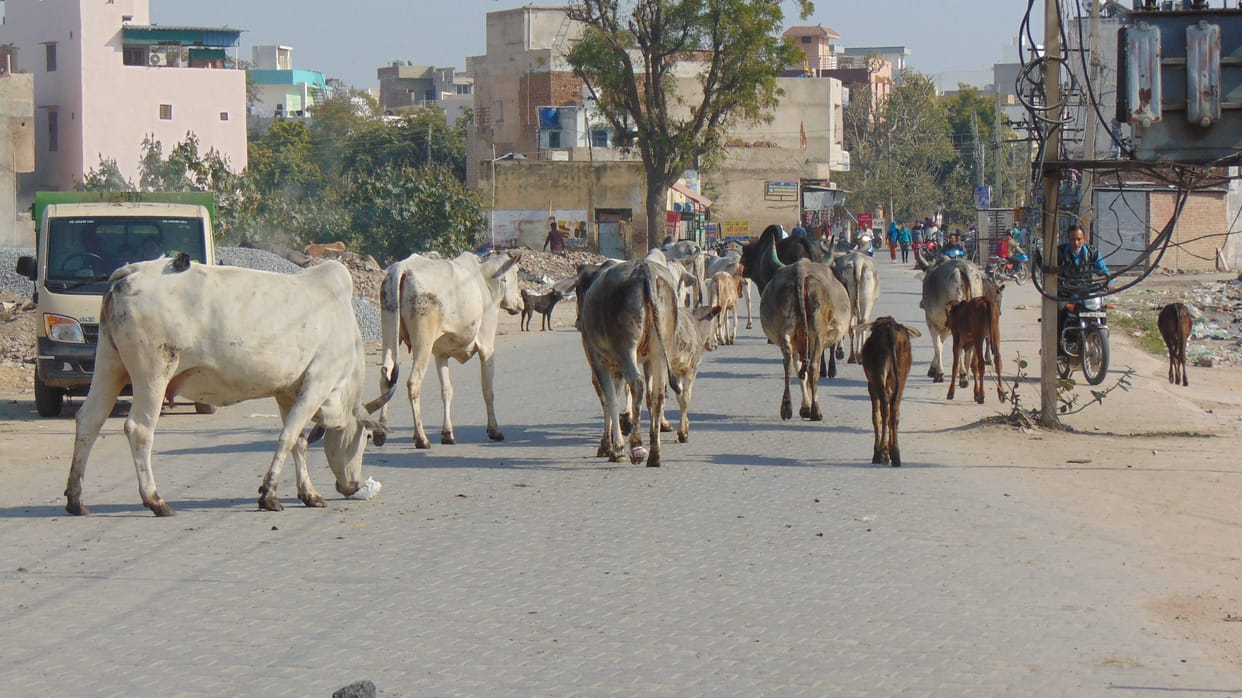 The destitute animals on the roads, the city is free on paper