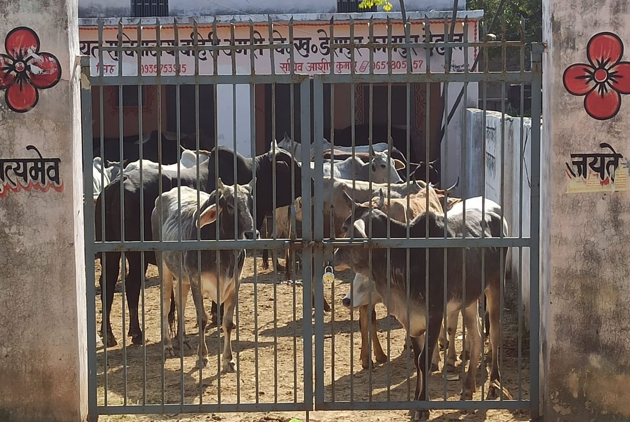 In Bahiri Umri village, the farmers locked the left cattle in the panchayat building