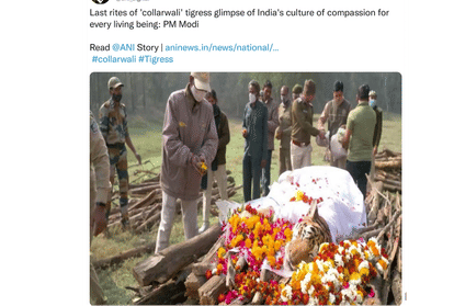 Madhya Pradesh: PM Modi mentioned the collared tigress in Mann Ki Baat, said- the death of the tigress made people emotional, as if someone left his world